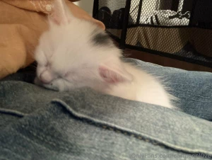 My cat recently had babbiessssss sooooo cute i love it smmm part 2