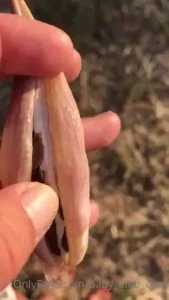 What does this remind you of milkweed seeds lookin like freshly waxed