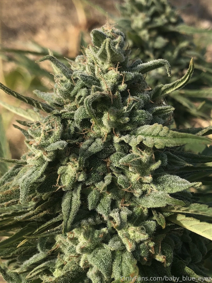 Missing taking photos with these beautiful summer plants this plant part 1 