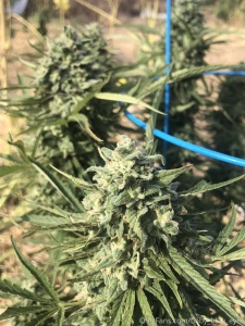 Missing taking photos with these beautiful summer plants this plant part 4