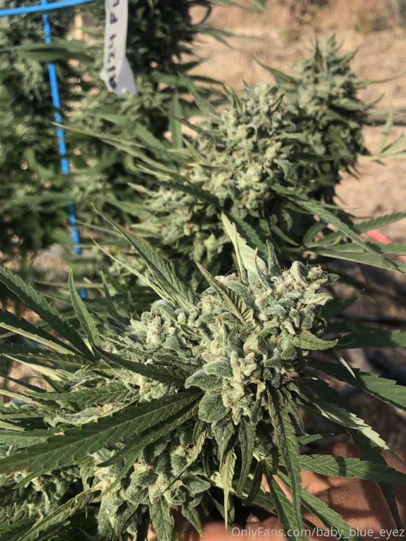 Missing taking photos with these beautiful summer plants this plant part 5 