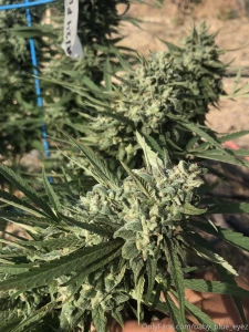 Missing taking photos with these beautiful summer plants this plant part 5