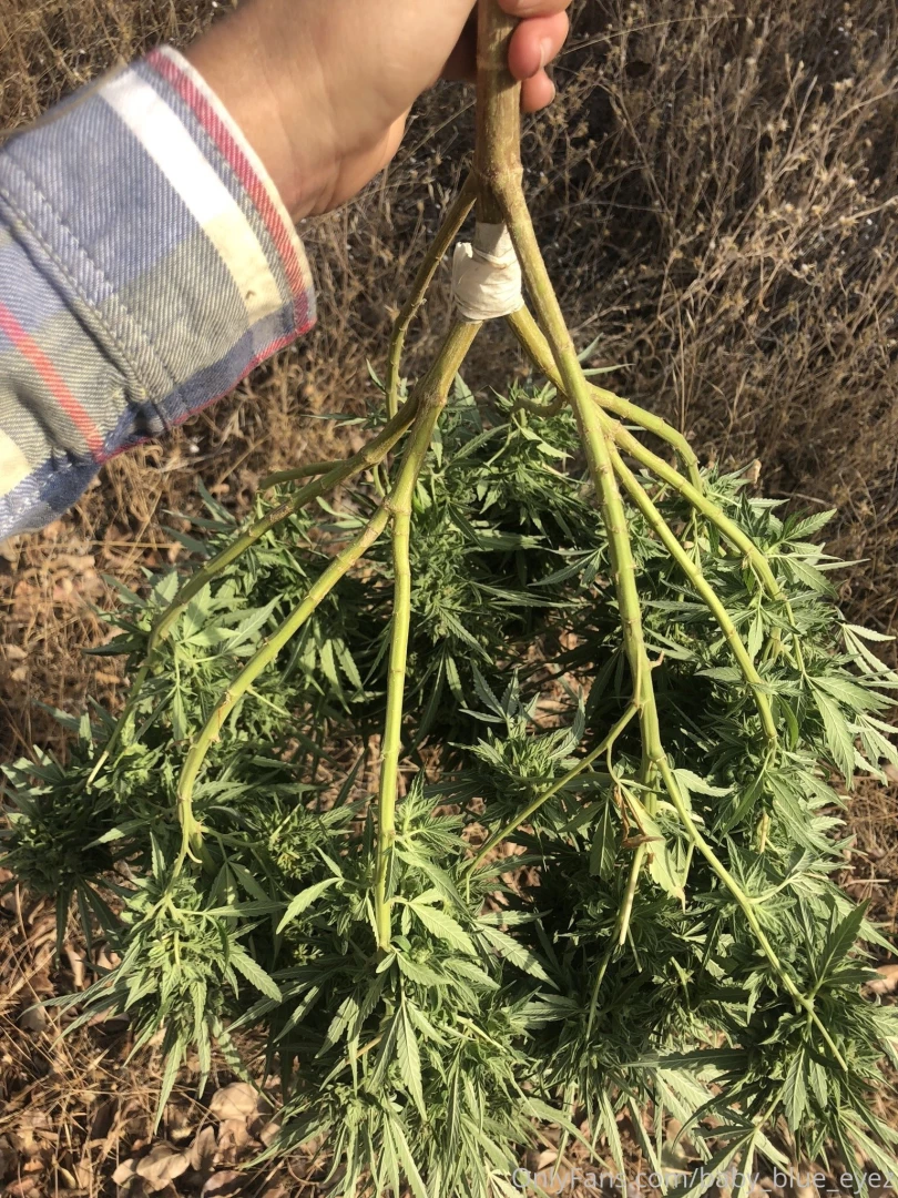 Missing taking photos with these beautiful summer plants this plant part 3 