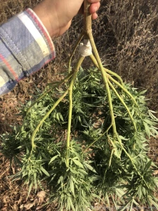 Missing taking photos with these beautiful summer plants this plant part 3