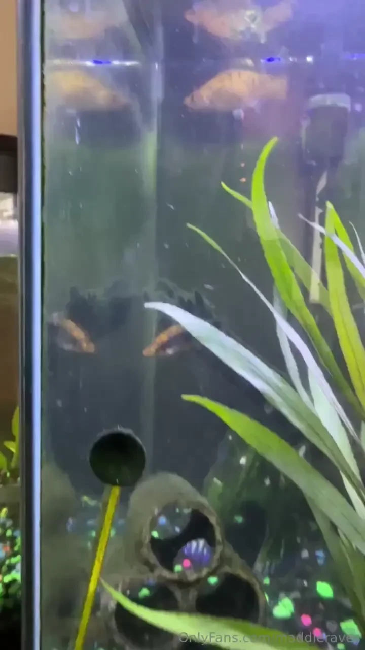 Here s an update to the fish i bought on a whim i believe they re 