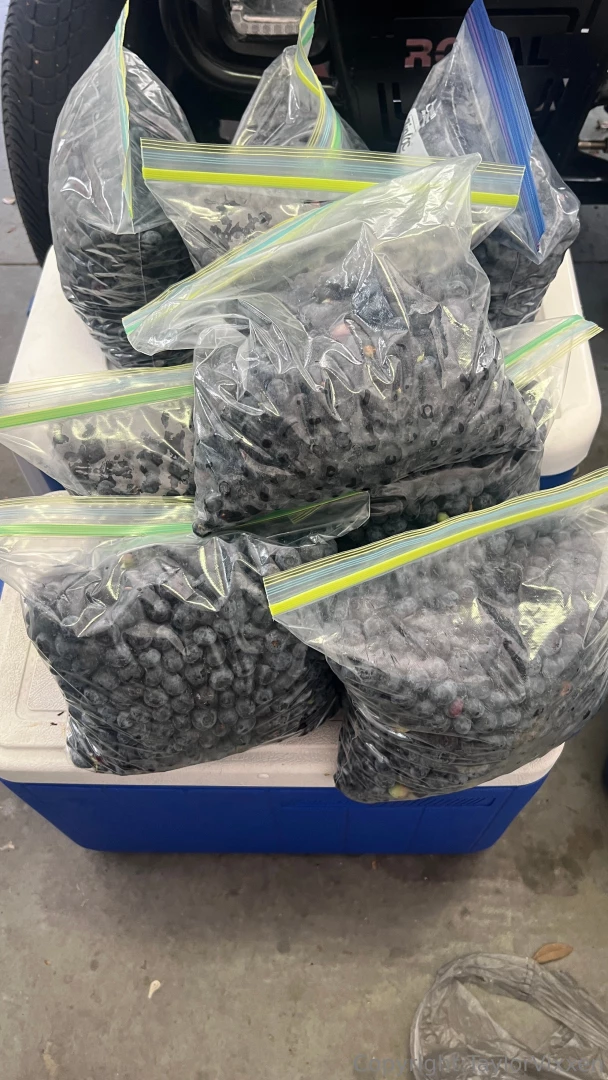 Went blueberry picking today and got a ton subscribe to my regular part 1 