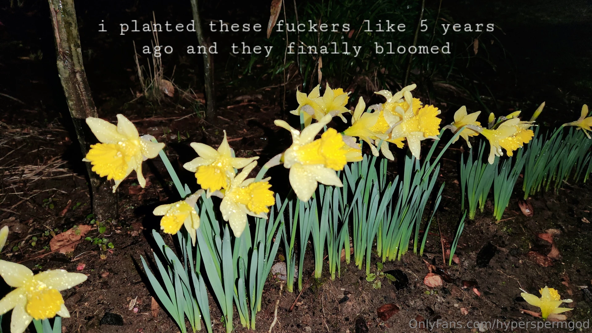 Daffodil so while i like my and my motorcycles did you know one of my 