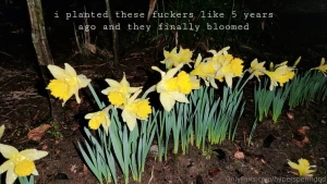 Daffodil so while i like my and my motorcycles did you know one of my