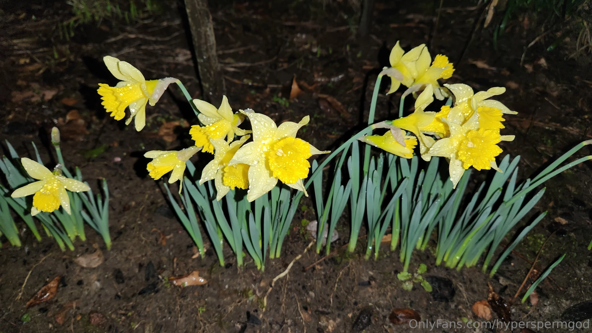 Daffodil so while i like my and my motorcycles did you know one of my part 2 