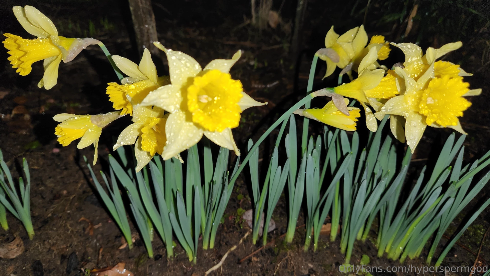 Daffodil so while i like my and my motorcycles did you know one of my part 1 