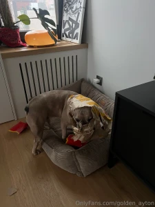 Can you believe my dog ate all the potatoes and the bag it s so