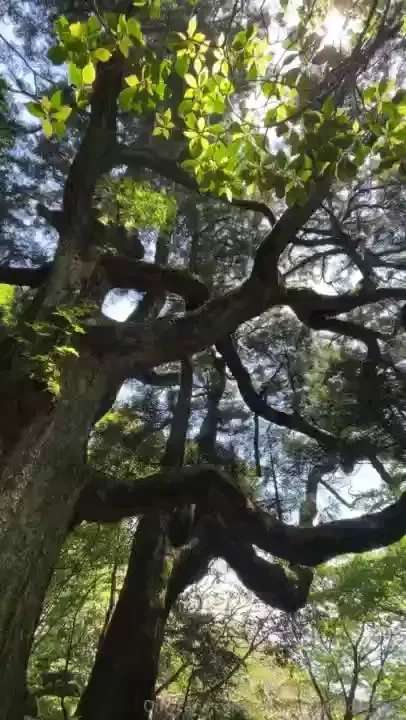 Japanese forest asmr - 3 part series part 1 