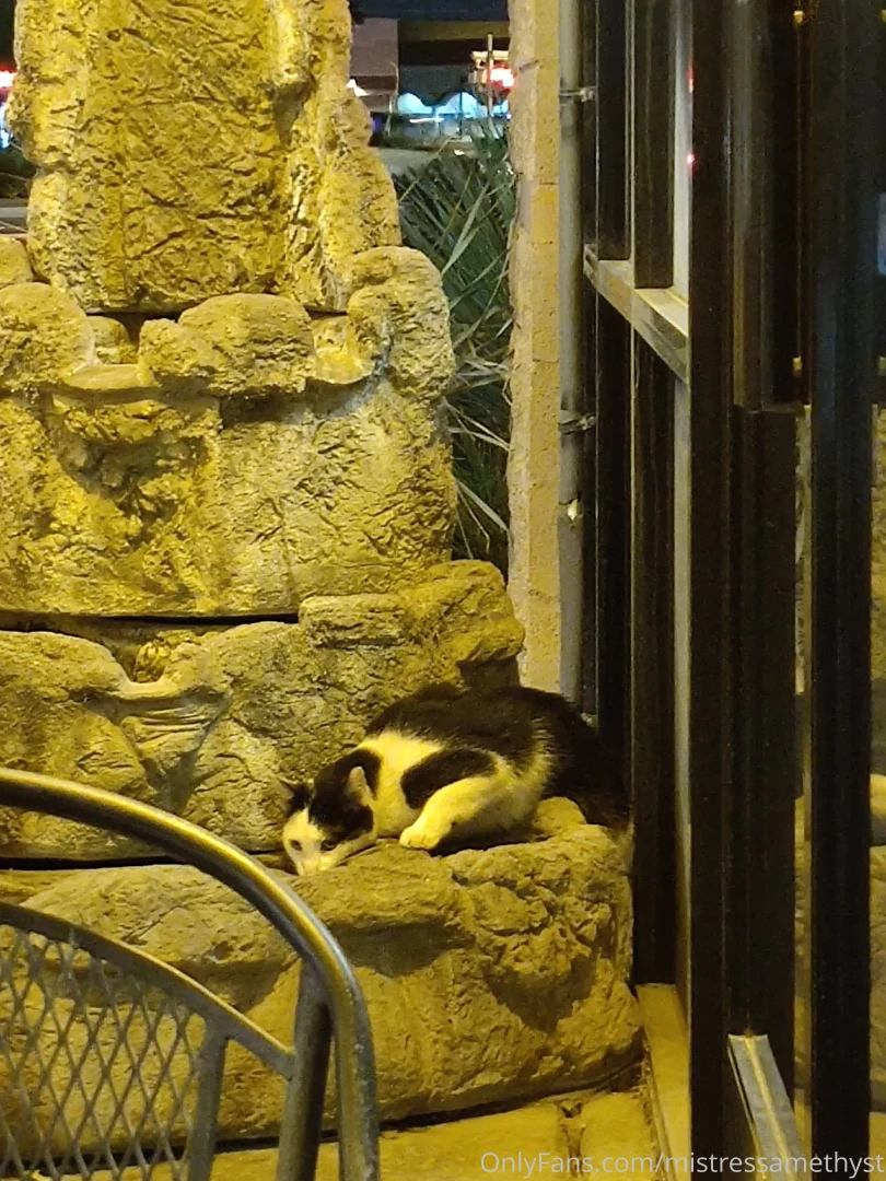 Cute kitty just trying to find water and getting scared poor thing 