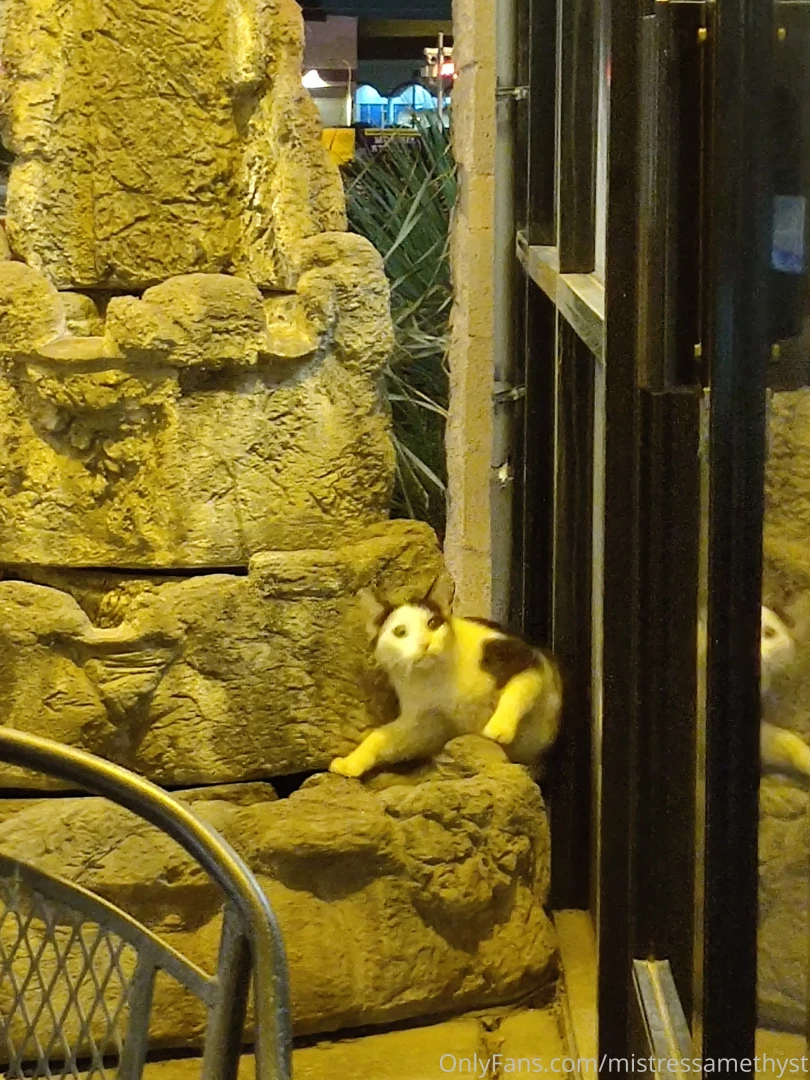 Cute kitty just trying to find water and getting scared poor thing part 1 