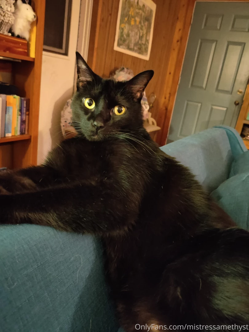 Some more cat pics for nick haha part 2 