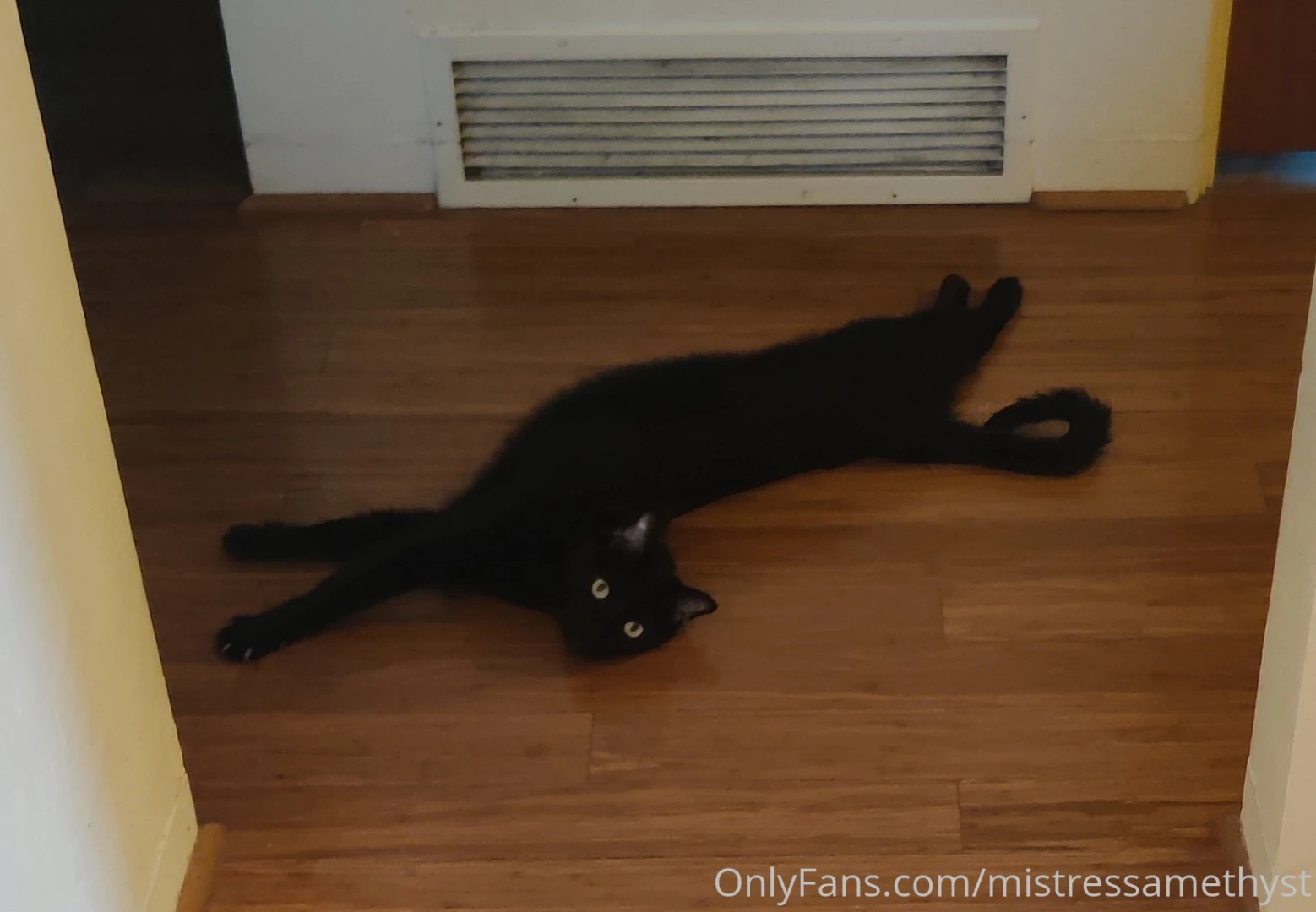 Some more cat pics for nick haha part 1 