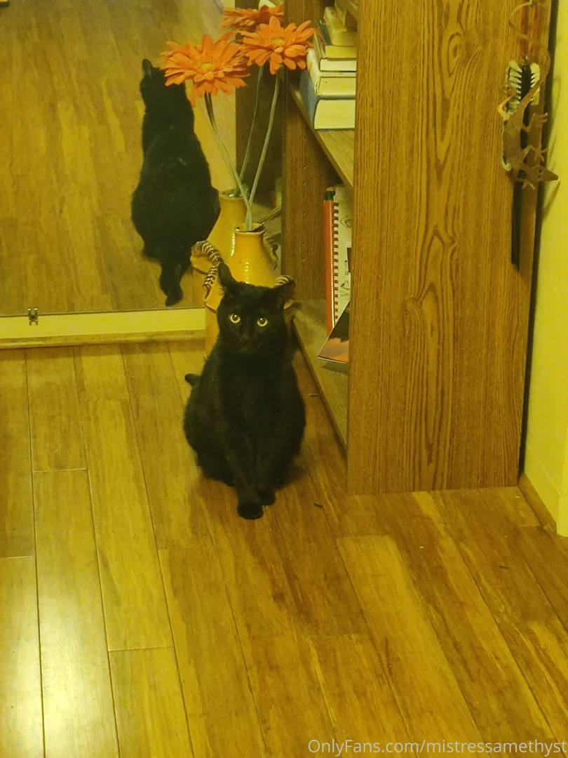 Some more cat pics for nick haha 