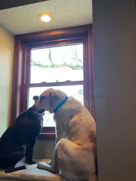 My doggies are so funny when a dog walks by our home it has been so part 2 
