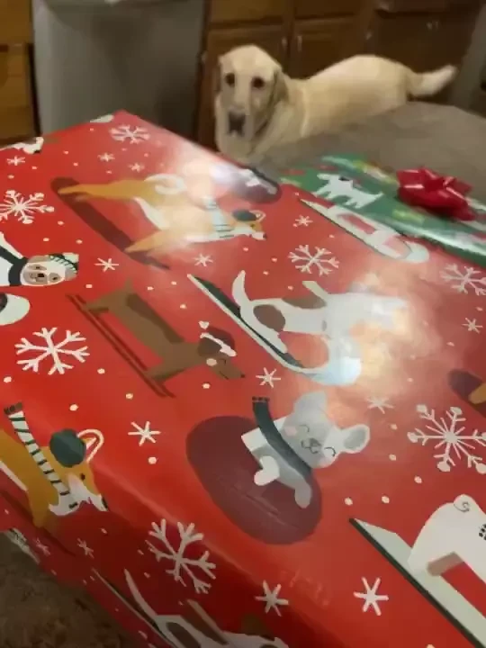Just sharing some sweet puppy love with you my kids put debo s part 2 
