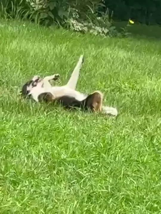 I m making a yummy pepperoncini pepper beef roast for dinner tonight part 4 