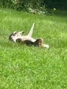 I m making a yummy pepperoncini pepper beef roast for dinner tonight part 4