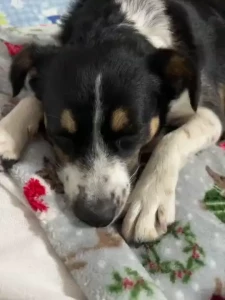 I was singing my wiggle butt song to my daughter s doggy she is so part 1