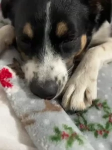 I was singing my wiggle butt song to my daughter s doggy she is so
