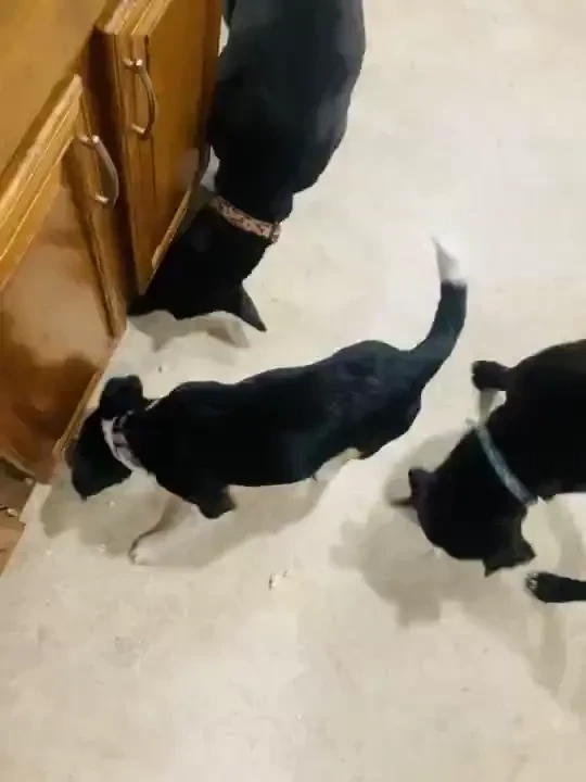 My daughter and her puppy made it home safe and sound i drop air part 1 