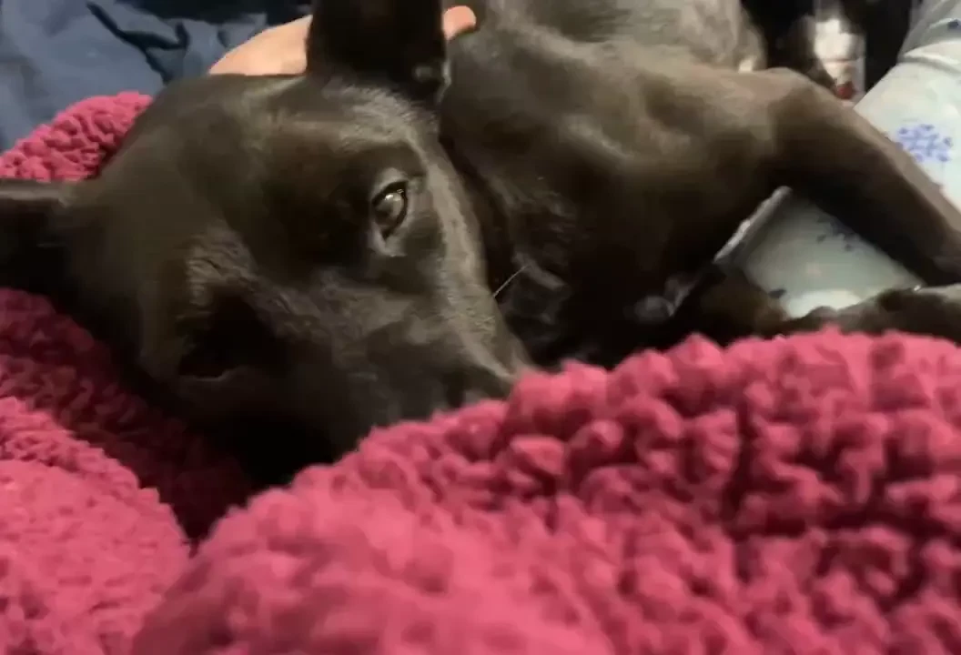 I m going on cb thank you enjoying my cozy pjs doggy snuggles and tea part 1 