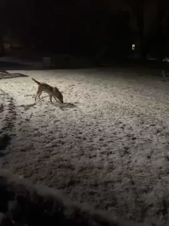 Debo is excited about the snow tonight as you can see while i was part 4 
