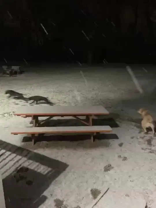 Debo is excited about the snow tonight as you can see while i was part 3 