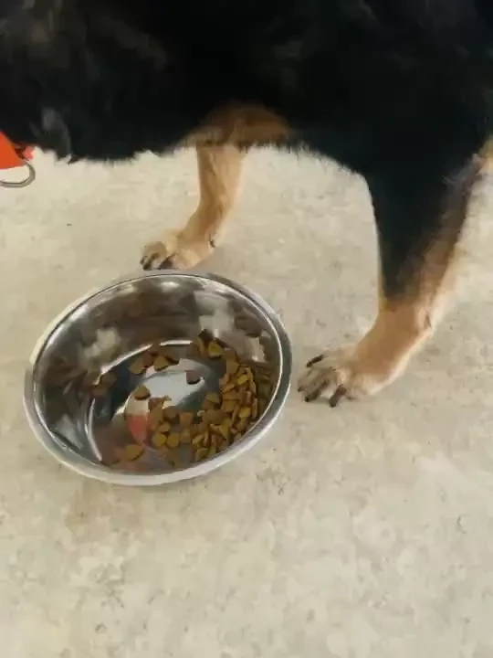 I found a sweet stray doggy we are home safe and sound i wish she had part 1 