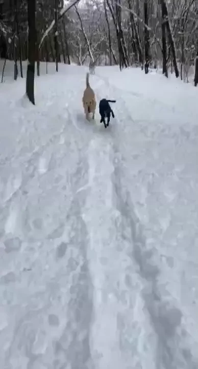 My daughter and youngest son brought our doggies to the dog park last 