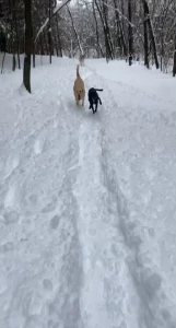 lilrosiedoll - My daughter and youngest son brought our doggies to the dog park last 