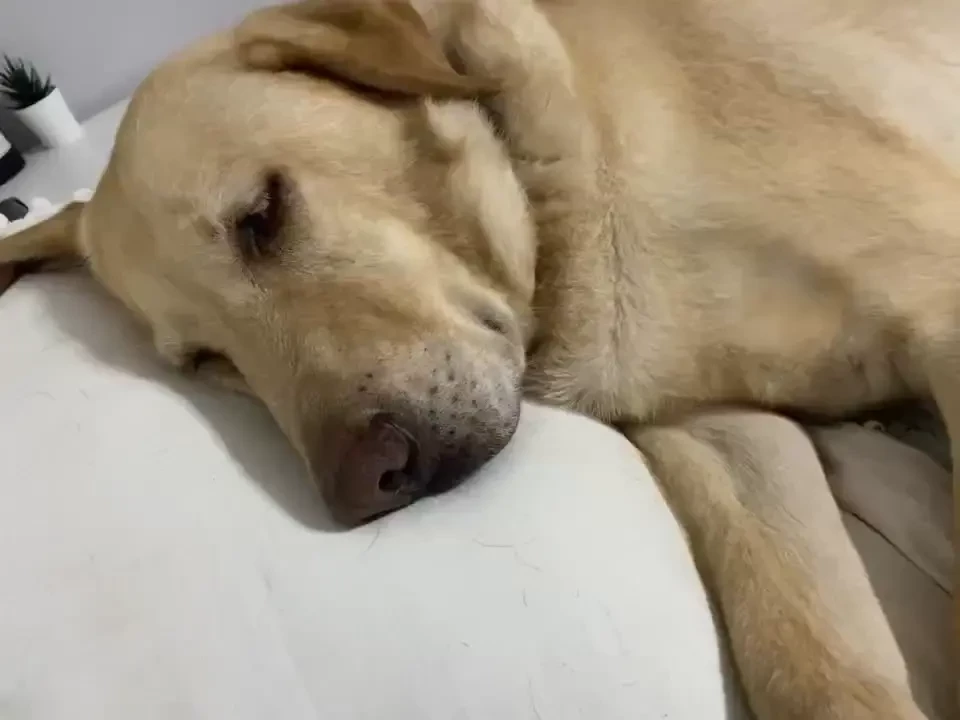 Nigh nigh debo is nice and cozy on the pillow 