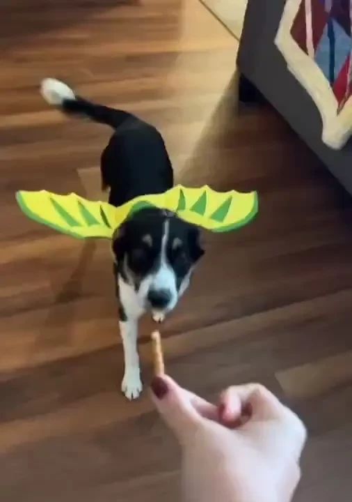 My daughter took this cute video of her puppy and kitty all ready for 