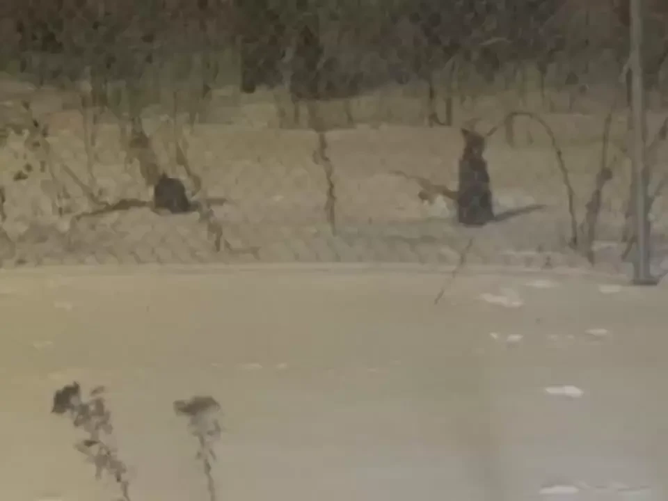 Happy sunday i m going on cb thank you look at the cutie bunnies part 2 