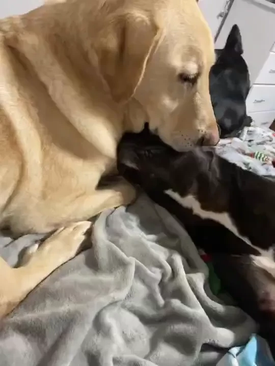 Jango and dolly are helping me pack for my trip ohhh debo where are 