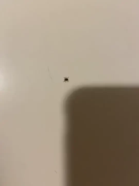 Nigh nigh and thank you i just had this tick crawling on my leg but i 