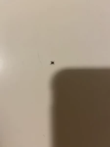 lilrosiedoll - Nigh nigh and thank you i just had this tick crawling on my leg but i 