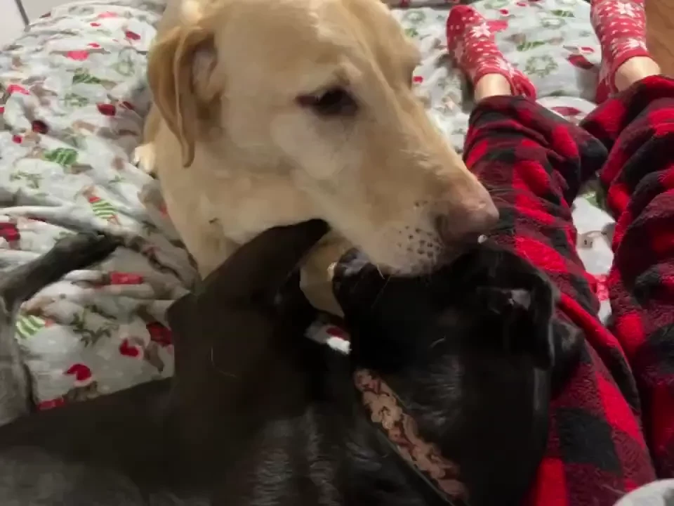 Debo and dolly were having wrestling mania part 1 