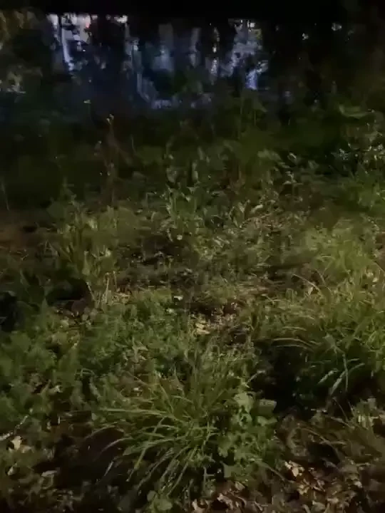 Happy pussy petting monday i ll be on cb for my lunch break at 11 15 part 2 