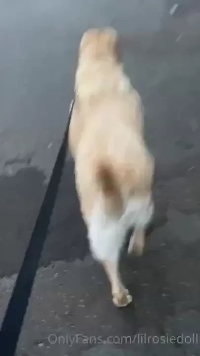 Fun walk with debo and jango i made it back in one piece part 2 