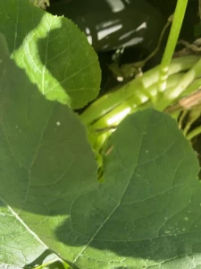 lilrosiedoll - Saturday smiles and my big zucchini i grew in my vegetable garden part 1 