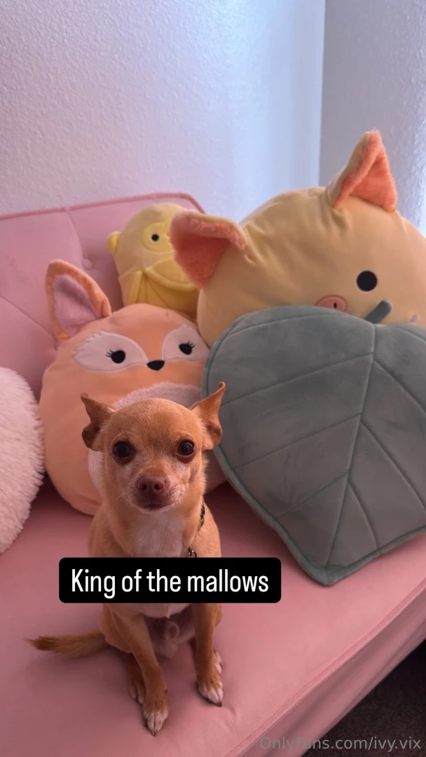 Meet my new dog his name is chickie and he s a 6 year old chihuahua 