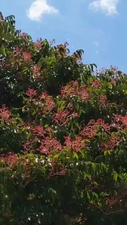 Summer in the garden 