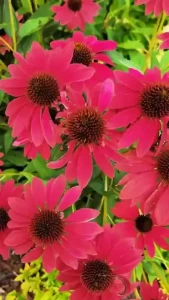 Experience the magic