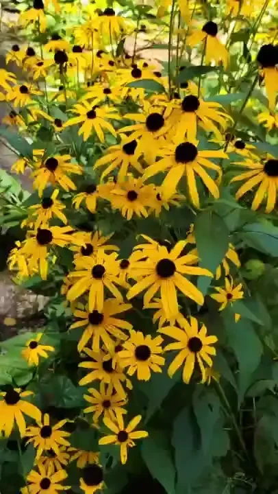 Summer at the garden 