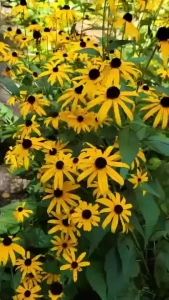 Summer at the garden