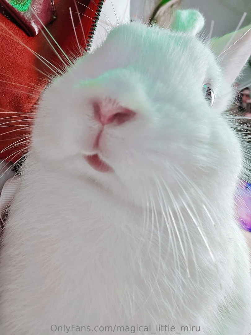 I love my bunny babies part 4 